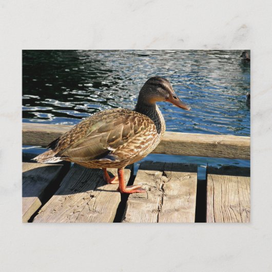 Mallard Duck Briefkaart (Voorkant)