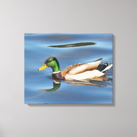 Mallard Duck Canvas Afdruk (Voorkant)