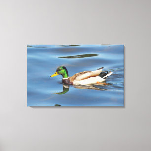 Mallard Duck Canvas Afdruk