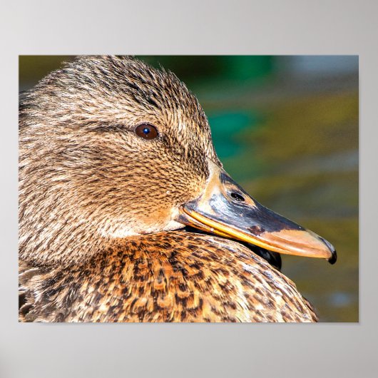 Mallard Duck Close-up-portret Poster (Voorkant)