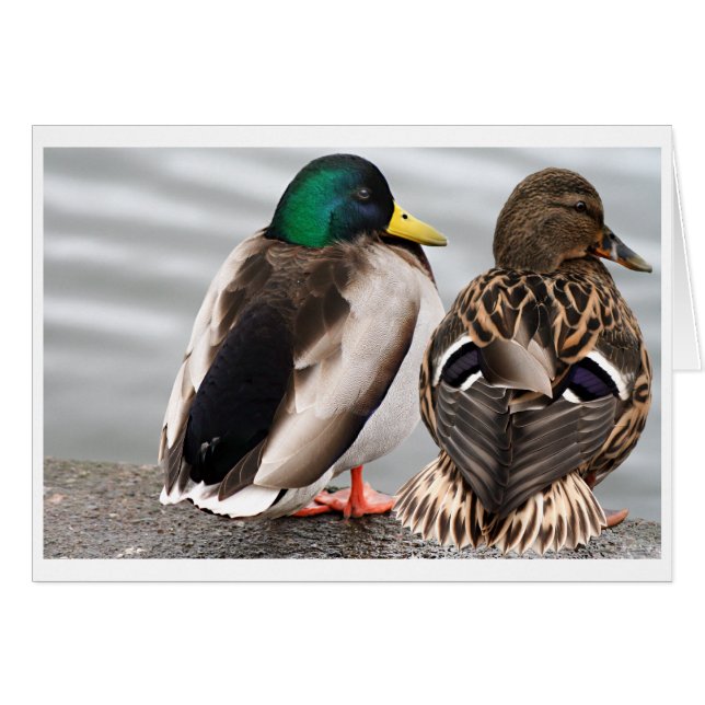 Mallard Duck Couple Card (Voorkant Horizontaal)