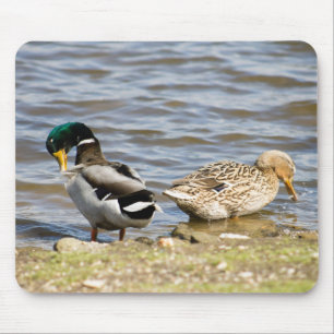 Mallard Duck Couple Muismat