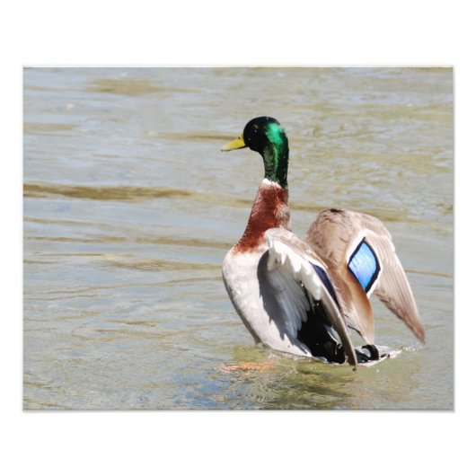 Mallard Duck Diamond Foto Afdruk (Voorkant)