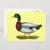 Mallard Duck Drake Briefkaart (Voorkant / Achterkant)