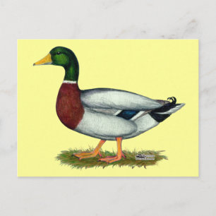 Mallard Duck Drake Briefkaart