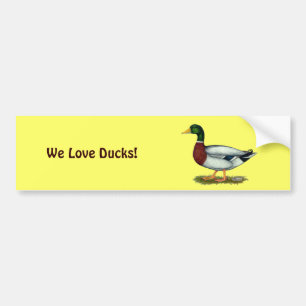 Mallard Duck Drake Bumpersticker