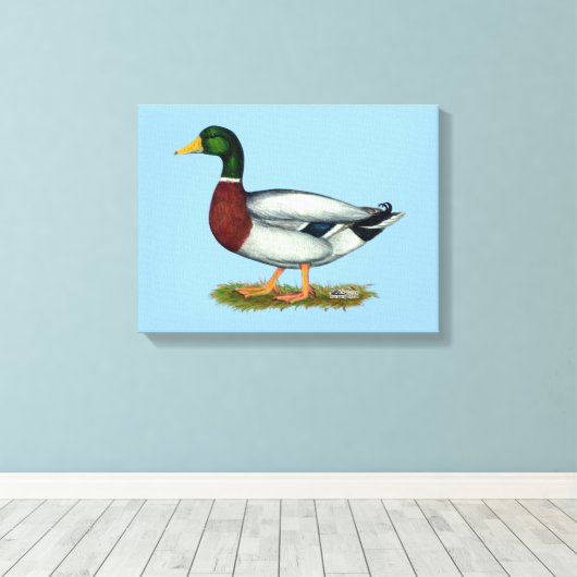 Mallard Duck Drake Canvas Afdruk (Insitu (Houten vloer))