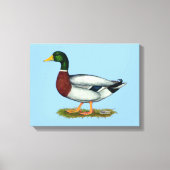 Mallard Duck Drake Canvas Afdruk (Voorkant)