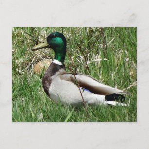 Mallard Duck Drake Greenhead in de Grass Briefkaart