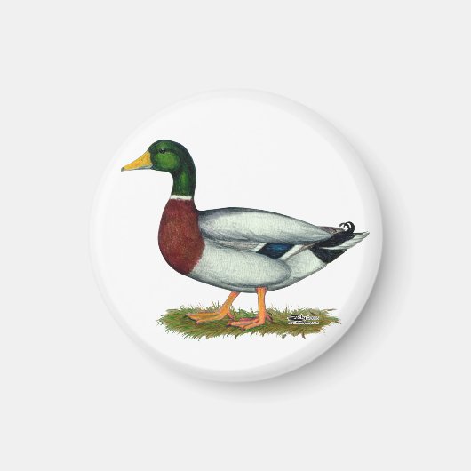 Mallard Duck Drake Magneet (Voorkant)