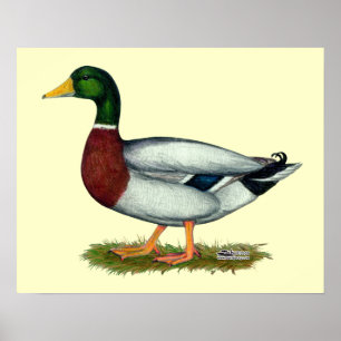 Mallard Duck Drake Poster