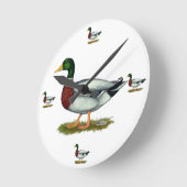 Mallard Duck Drake Ronde Klok (Hoek)