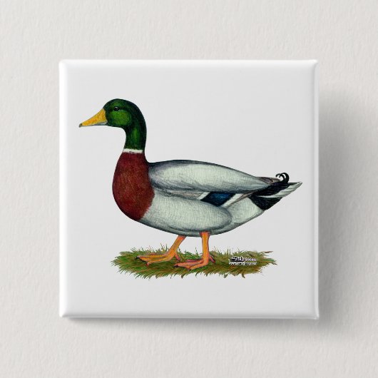 Mallard Duck Drake Vierkante Button 5,1 Cm (Voorkant)