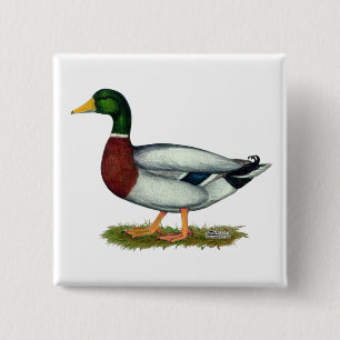 Mallard Duck Drake Vierkante Button 5,1 Cm