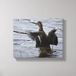 Mallard Duck flapping her wings Canvas Afdruk
