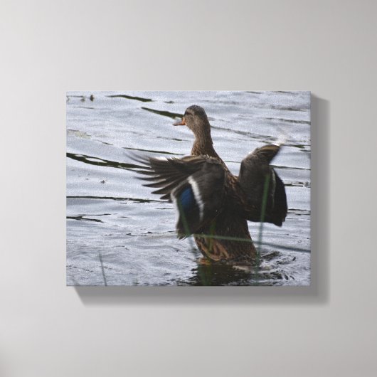 Mallard Duck flapping her wings Canvas Afdruk (Voorkant)