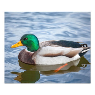 Mallard Duck Foto Afdruk