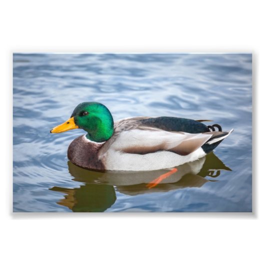 Mallard Duck Foto Afdruk (Voorkant)