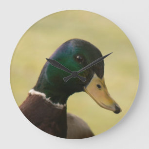 Mallard Duck Grote Klok