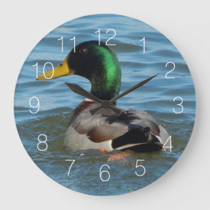 Mallard Duck Grote Klok