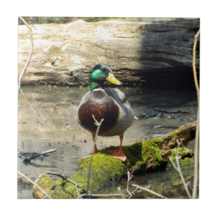 Mallard Duck in Bossen Decoratieve Tegel Tegeltje