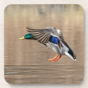 Mallard Duck in vlucht Bier Onderzetter