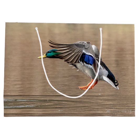 Mallard Duck in vlucht Groot Cadeauzakje (Achterkant)