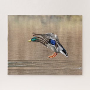 Mallard Duck in vlucht Legpuzzel