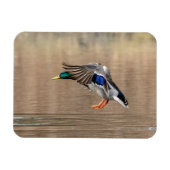 Mallard Duck in vlucht Magneet (Horizontaal)