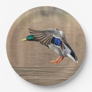 Mallard Duck in vlucht Papieren Bordje