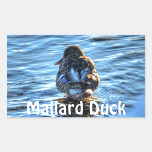 Mallard Duck in Winter River - Wildlife Foto Rechthoekige Sticker