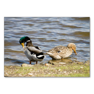 Mallard Duck koppel Kaart