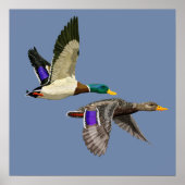 Mallard Duck Lovers Poster (Voorkant)