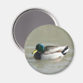 "Mallard Duck" Magneet (Voorkant / Achterkant)