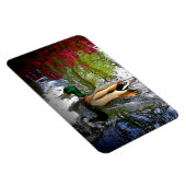 Mallard Duck Magneet (Rechterzijde)