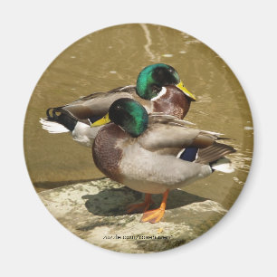 Mallard Duck Magnet Magneet