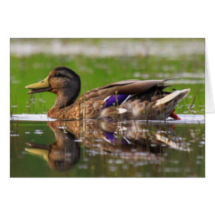 Mallard Duck Natuur Birthday Kaart
