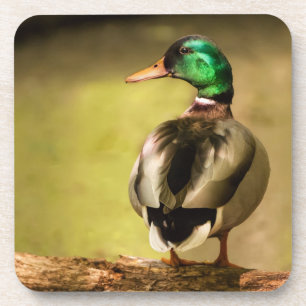 Mallard Duck Onderzetter