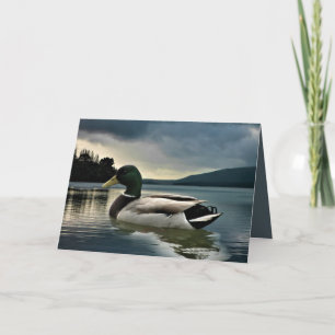 Mallard Duck op het meer Kaart