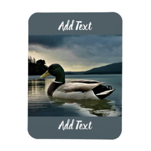 Mallard Duck op het meer Magneet
