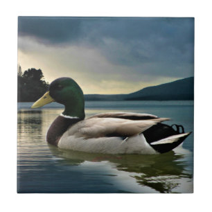 Mallard Duck op het meer Tegeltje