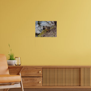 Mallard Duck paar nemen een pauze Poster