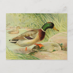 Mallard Duck Paincard Briefkaart