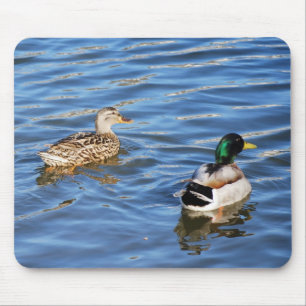Mallard Duck Pairs Symbolize Love and Commitment Muismat