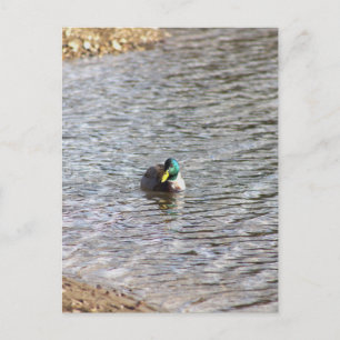 Mallard Duck Photo Briefkaart