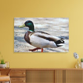 Mallard Duck Photo Canvas Afdruk (Insitu (Woonkamer))