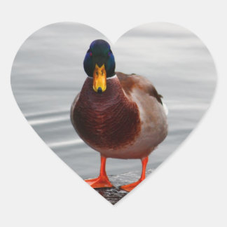 Mallard Duck Photo Hart Sticker