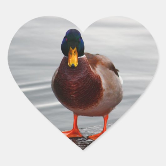 Mallard Duck Photo Hart Sticker (Voorkant)