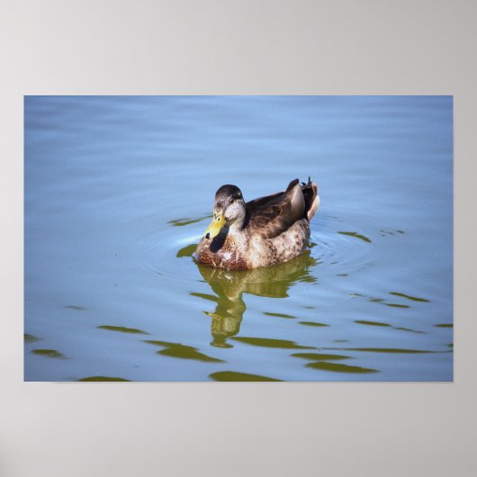 Mallard Duck Photo Poster (Voorkant)