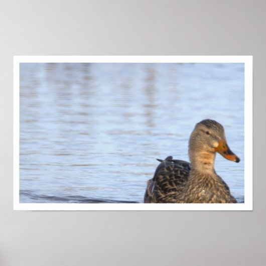 Mallard Duck Photo Poster (Devant)